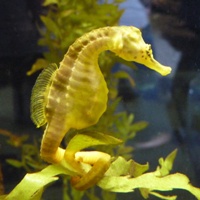 Seahorse at Kelly Tarlton aquarium April 2010